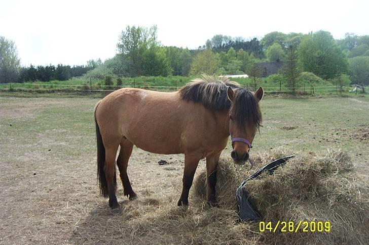 Fjordhest /Pinto Fie - gumler hø foto:mig #8 billede 8