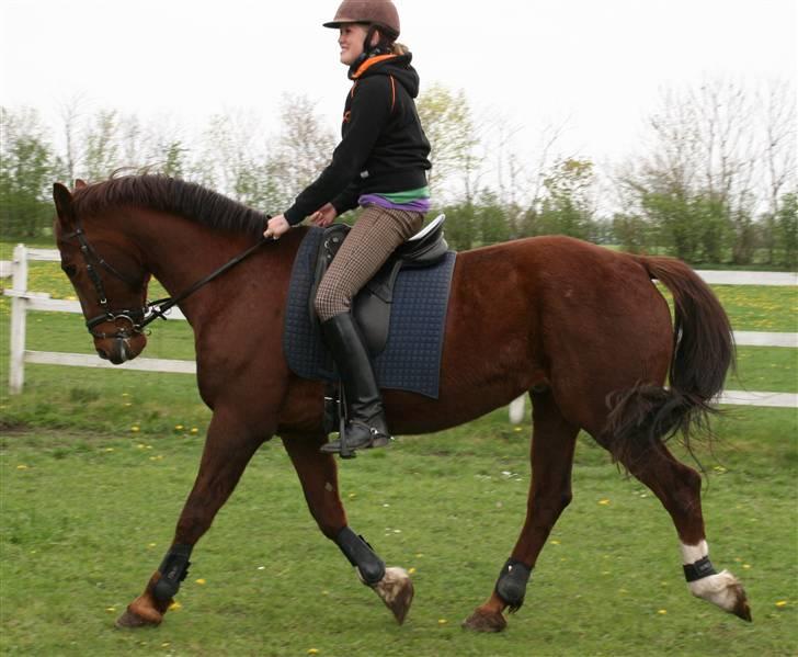 Anden særlig race Skovbrynets Shetan Solgt billede 17