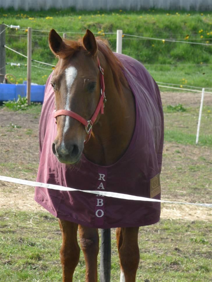 Quarter Impressive Majority billede 8