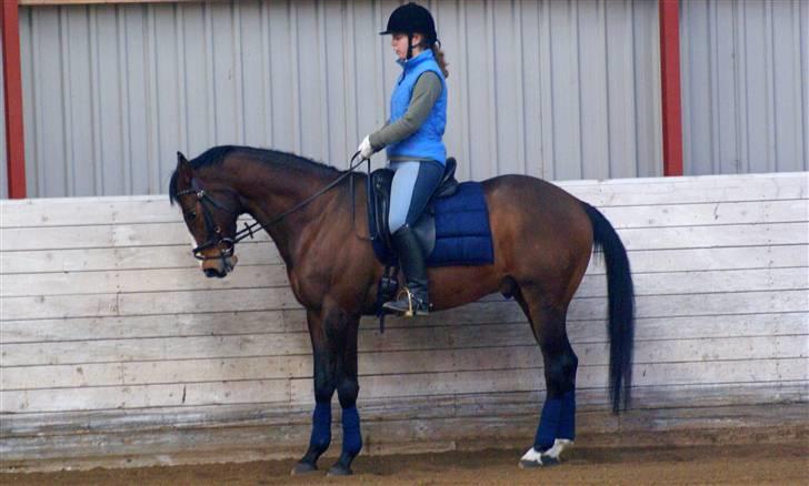 Trakehner Schamir von C - Dressurtræning parde og tilbagetrædning April 2009 billede 9