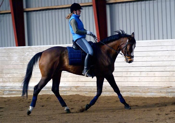 Trakehner Schamir von C - Dressurtræning trav April 2009 billede 10