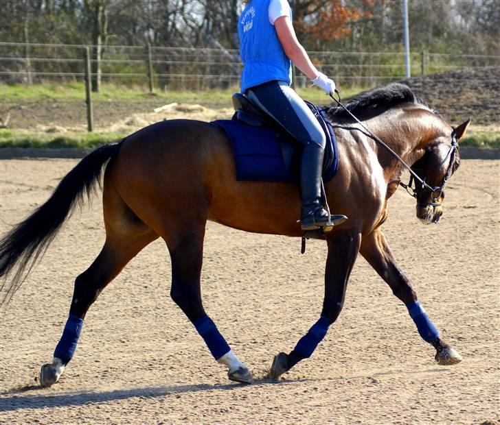 Trakehner Schamir von C - trav på udendørsbanen April 2009 billede 13