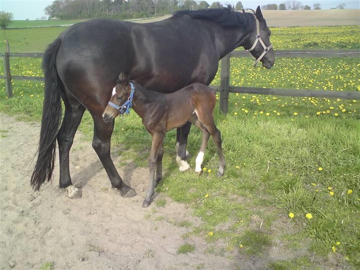 Welsh Partbred (Sec F) Skjaldsbjerg's Papaya R.I.P. - Dato: 28/4-09 . Følle ude for anden gang.. FOTO: Christine billede 5