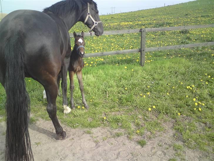 Welsh Partbred (Sec F) Skjaldsbjerg's Papaya R.I.P. - Dato: 28/4-09 . Følle ude sammen med Moar.. FOTO : Christine billede 6