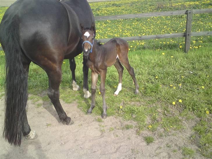 Welsh Partbred (Sec F) Skjaldsbjerg's Papaya R.I.P. - Dato: 28/4-09. Papaya står og undre sig over hva jeg dog laver FOTO : Christine billede 7