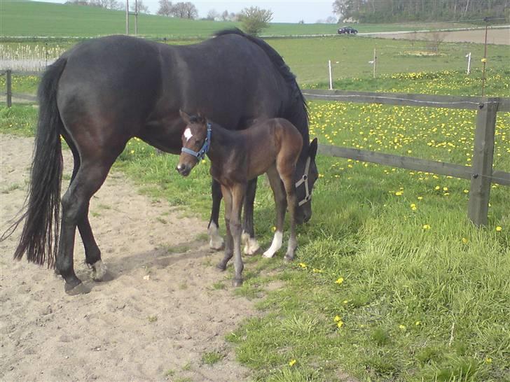 Welsh Partbred (Sec F) Skjaldsbjerg's Papaya R.I.P. - Dato: 28/4-09. Lad min nu bare drikke.. FOTO: Christine billede 8