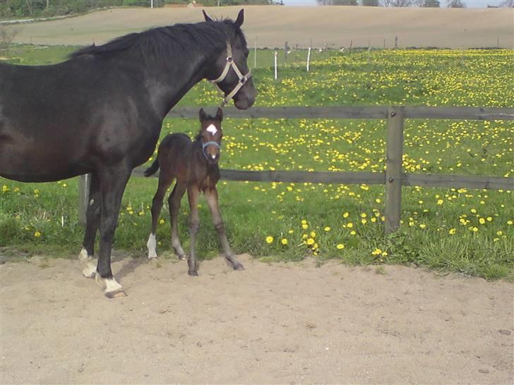 Welsh Partbred (Sec F) Skjaldsbjerg's Papaya R.I.P. - Dato: 28/4-09 . Moar.. hjælp der står en og tager billeder.. FOTO: Christine billede 9