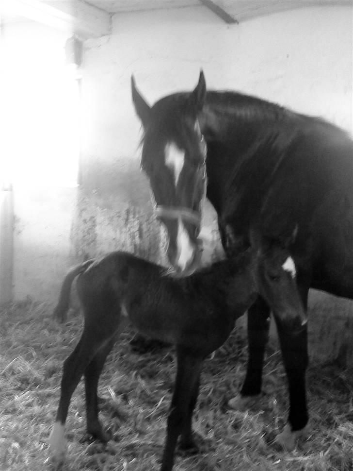 Welsh Partbred (Sec F) Skjaldsbjerg's Papaya R.I.P. - Dato: 27/4-09 . Se hvor fiine de er.. FOTO : Mille billede 10