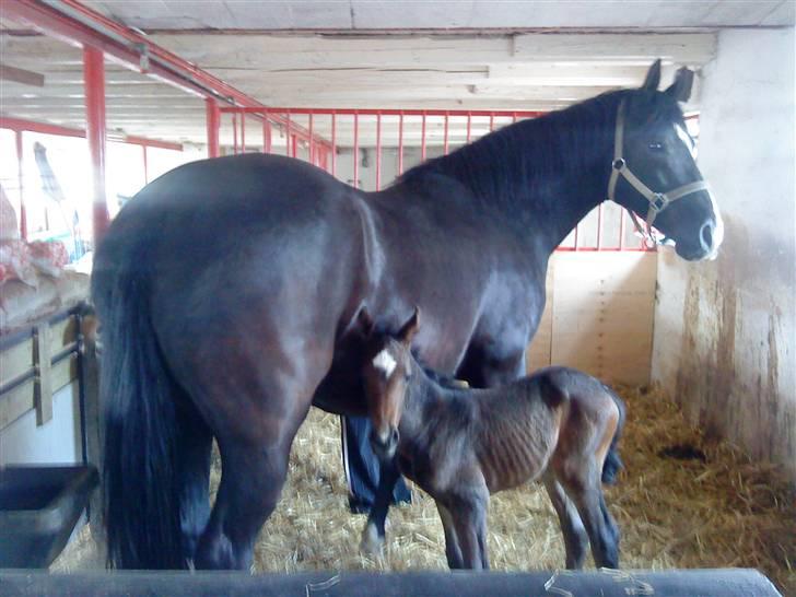 Welsh Partbred (Sec F) Skjaldsbjerg's Papaya R.I.P. - Dato: 27/4-09. Mille forstår bare at fange de billeder .. FOTO: Mille billede 11