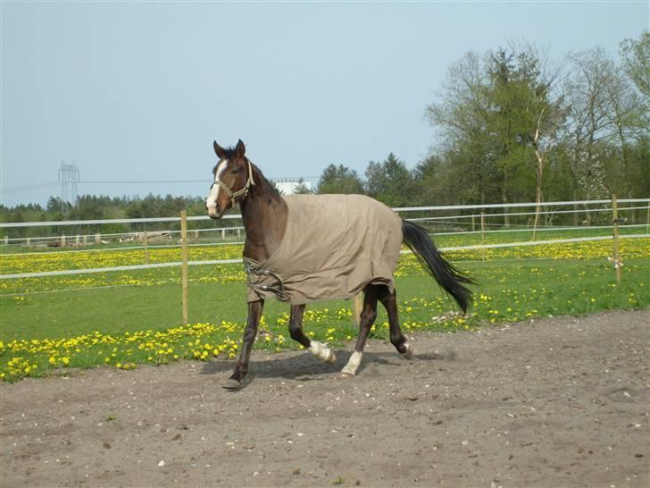 Anglo Araber (AA) Østergaards Casiro(SOLGT) - Casiro på ridebanen billede 11