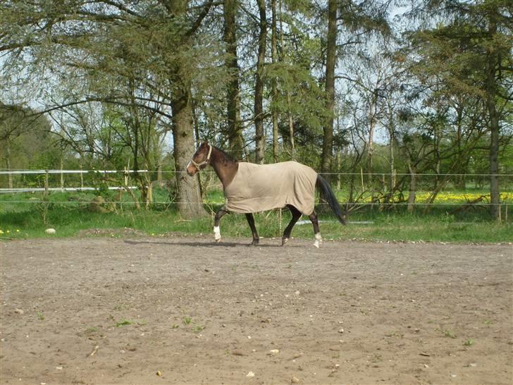 Anglo Araber (AA) Østergaards Casiro(SOLGT) - Casiro på ridebanen igen billede 12