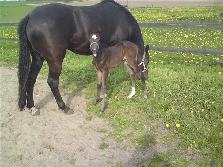 Welsh Partbred (Sec F) Skjaldsbjerg's Papaya R.I.P. - Dato : 28/4-09. Hehe.. Fik lii taget det efter hun havde drukket mælk.. he. :P FOTO: Christine billede 12