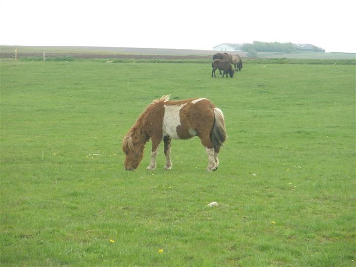 Shetlænder max (solgt9 billede 12