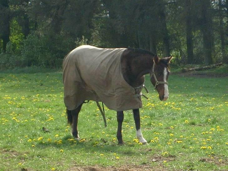 Anglo Araber (AA) Østergaards Casiro(SOLGT) - Casiro på mark billede 13