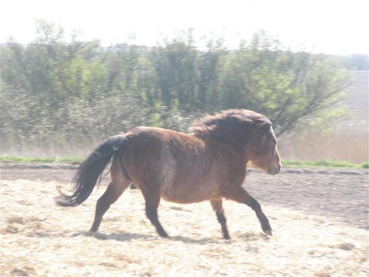 Shetlænder stella (solgt) billede 12