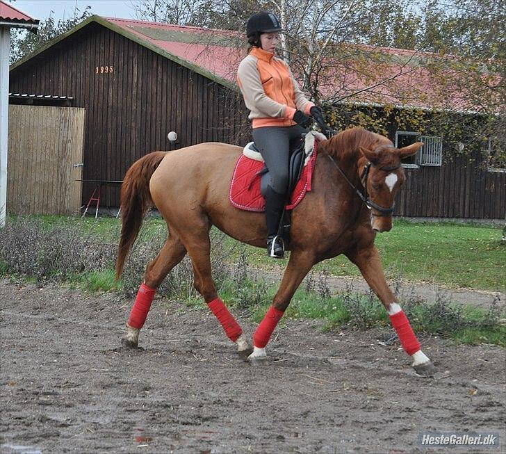 Dansk Varmblod Grube'S Cassione  - Super seje Cassione ;D billede 10