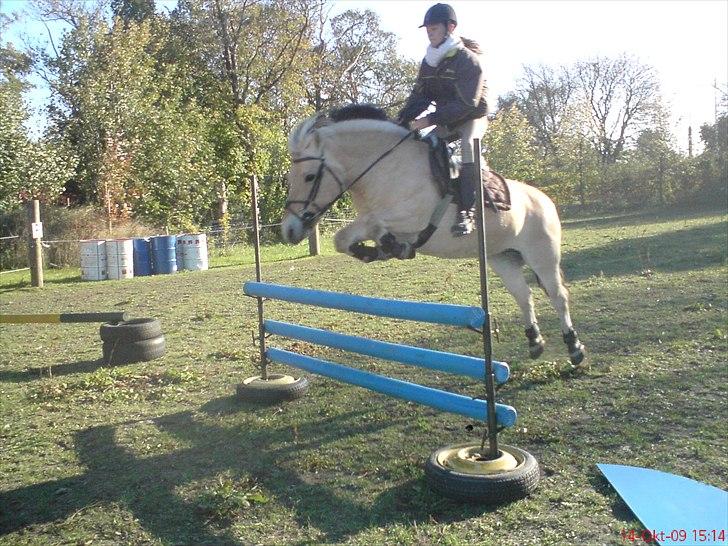 Fjordhest Tulle Tøsen - Spring i sommers billede 5