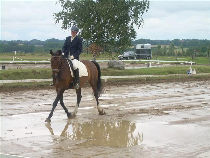 Dansk Varmblod Mathilde - Mor og Mathilde billede 6