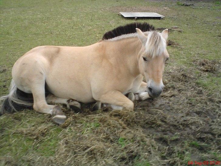 Fjordhest Tulle Tøsen - Tulle på fold. billede 6