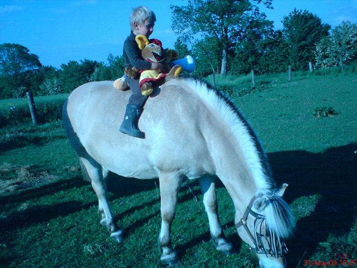 Fjordhest Tulle Tøsen - Gustav og Tulle billede 7