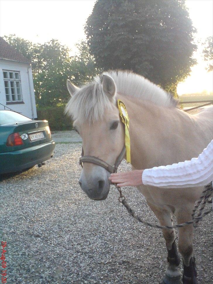 Fjordhest Tulle Tøsen - Protræt af Tulle ( her har hun lige været til jagt )  billede 8