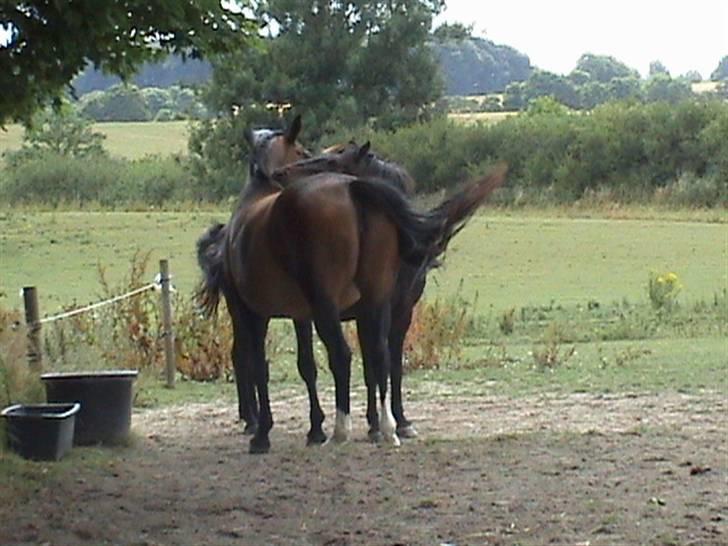 Dansk Varmblod Mathilde - Mathilde og Batman billede 7
