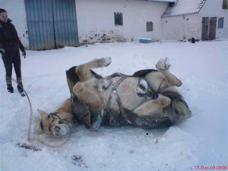 Fjordhest Tulle Tøsen - VINTER VINTER OG VINTER . SKØNT NÅ DET ER 7 UGER SIDEN MAN VAR UDE  <3  ;) billede 9