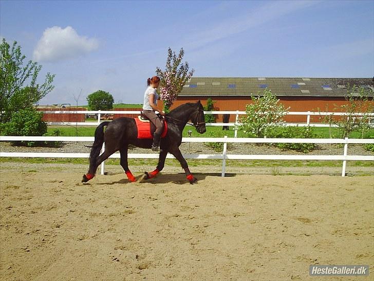 Frieser Aquador (Elmer/Elle) tidl. Hest billede 15