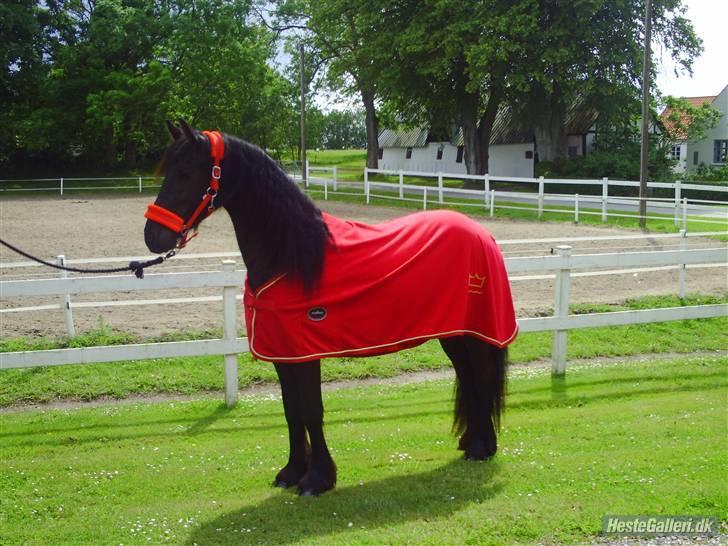 Frieser Aquador (Elmer/Elle) tidl. Hest billede 16