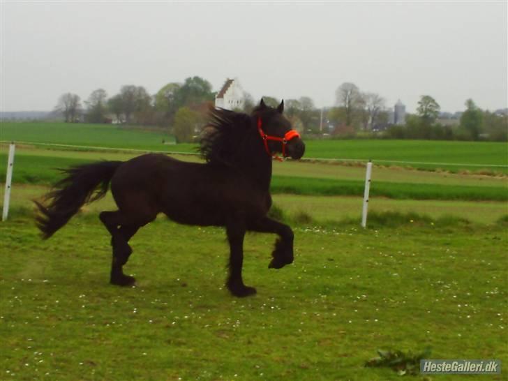 Frieser Aquador (Elmer/Elle) tidl. Hest billede 17