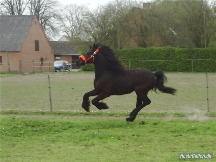 Frieser Aquador (Elmer/Elle) tidl. Hest billede 18