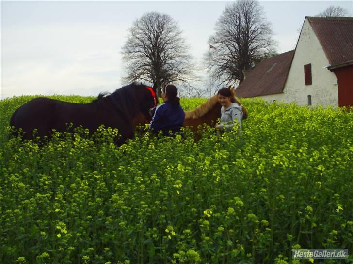 Frieser Aquador (Elmer/Elle) tidl. Hest billede 19