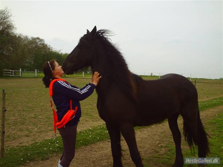 Frieser Aquador (Elmer/Elle) tidl. Hest billede 20