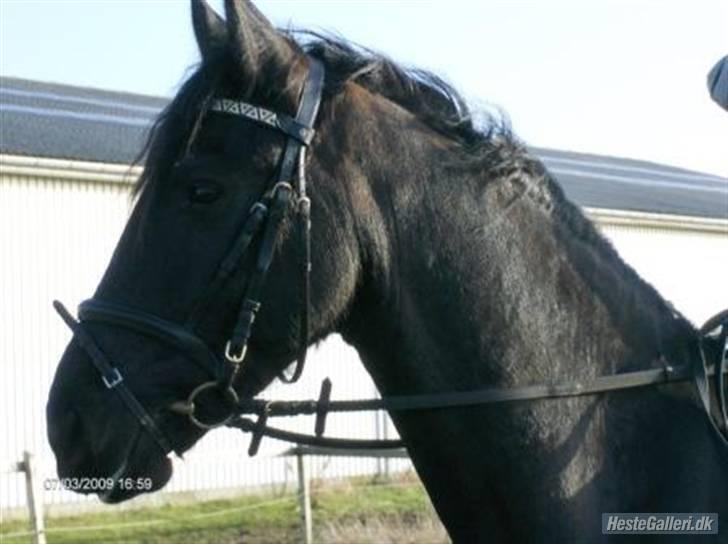 Frieser Rommert Jasper - "min lille baby hest" :´D billede 1