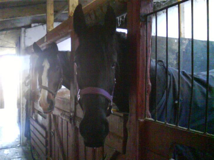 Frieser Rommert Jasper - bøllemissen, vil kløes.:} billede 2