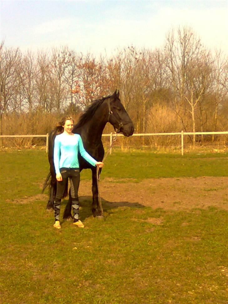 Frieser Rommert Jasper - smukke hest. [foto: Line] billede 3