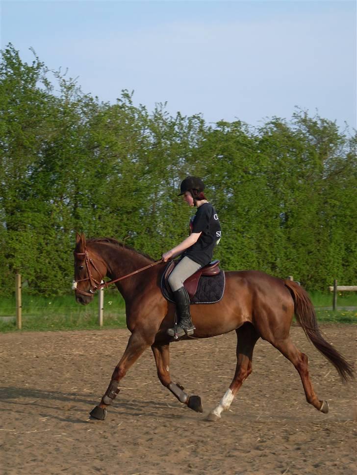 Hannoveraner Merci  - merci og jeg på banen :p vi rider  i spring udstyret :o og ja, det ligner at jeg har en pukkel på ryggen xD billede 8