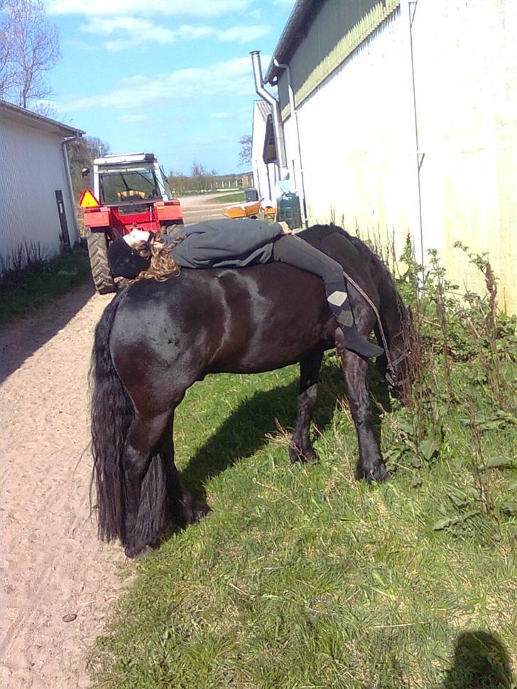 Frieser Rommert Jasper - <3 [foto: Line] billede 6