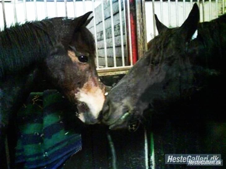 Frieser Rommert Jasper - nalle og Jasper. billede 8