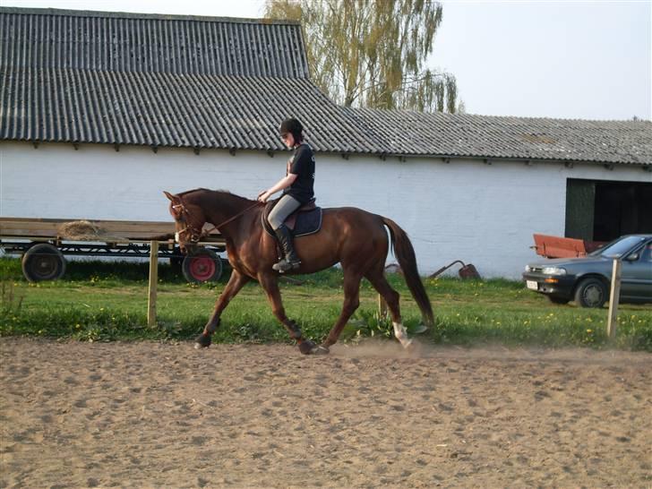 Hannoveraner Merci  - merci :D billede 9