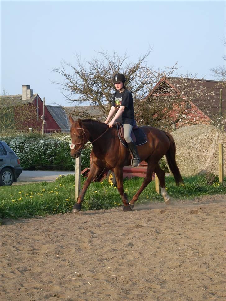 Hannoveraner Merci  - tullerhesten :D  billede 10