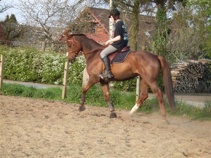 Hannoveraner Merci  - hun er ved at have fat i at gå versader :D  billede 11