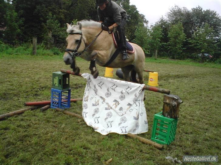 Fjordhest Tulle Tøsen - Spring billede 10