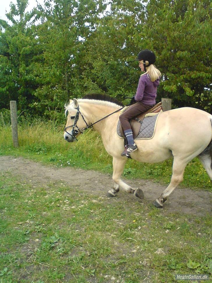 Fjordhest Tulle Tøsen - Tulle og mig billede 11