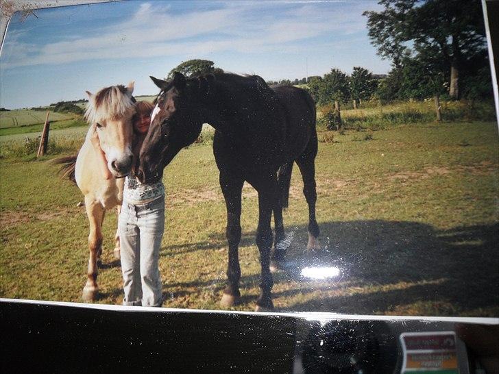 Fjordhest Tulle Tøsen - En vvaaaaaaaaaarrrrrrmmmmmm sommerdag  billede 12
