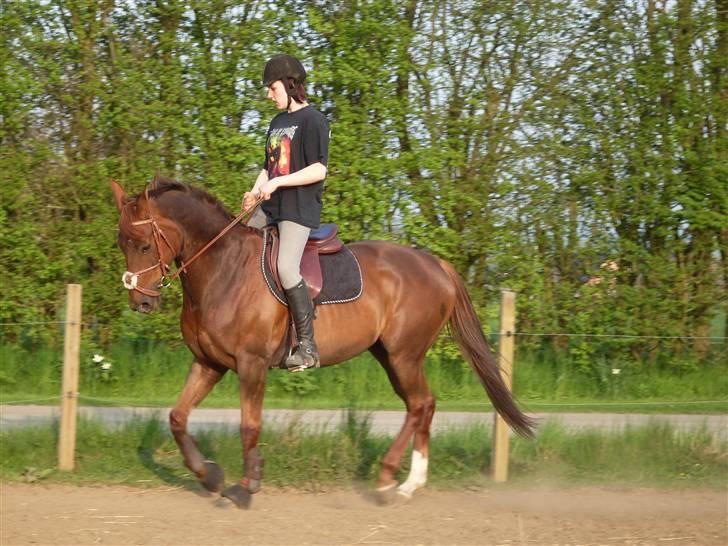 Hannoveraner Merci  - næsten ! :D  billede 12