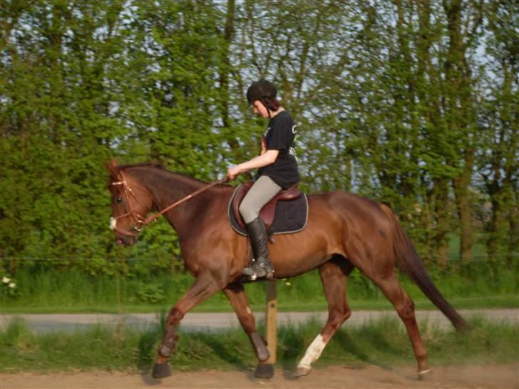 Hannoveraner Merci  - min fine bette hest :D  billede 13