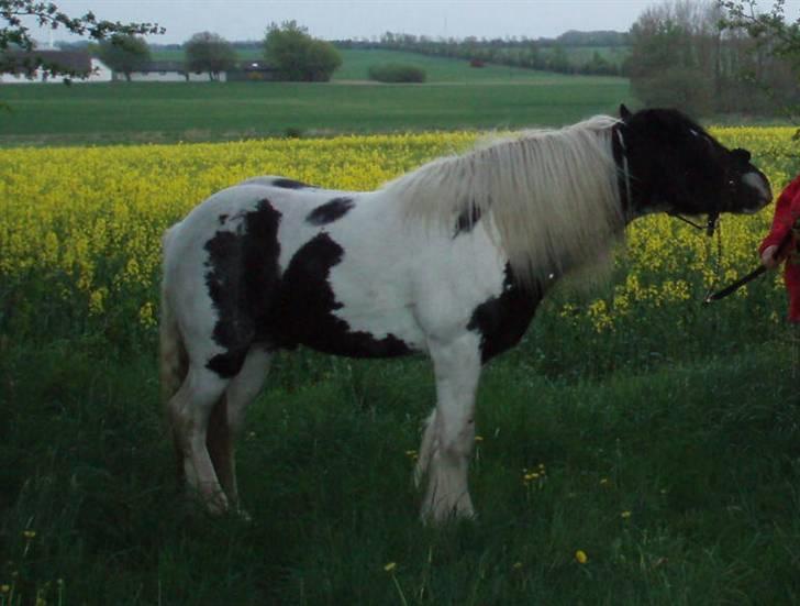 Irish Cob Mr. Sullivan *Avlshingst* - forår 2009 lyst til at smage på grene i skov billede 13