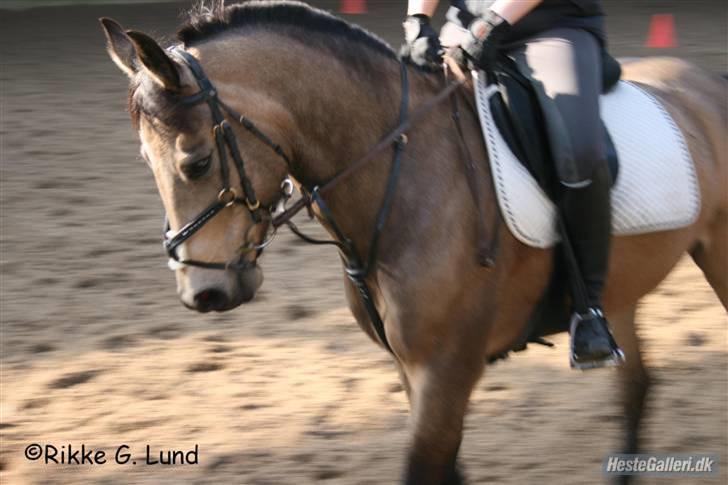 Anden særlig race Chiano *GAMLE PART* - 18¤ elsker ham! <3 Foto: Rikke Lund billede 18