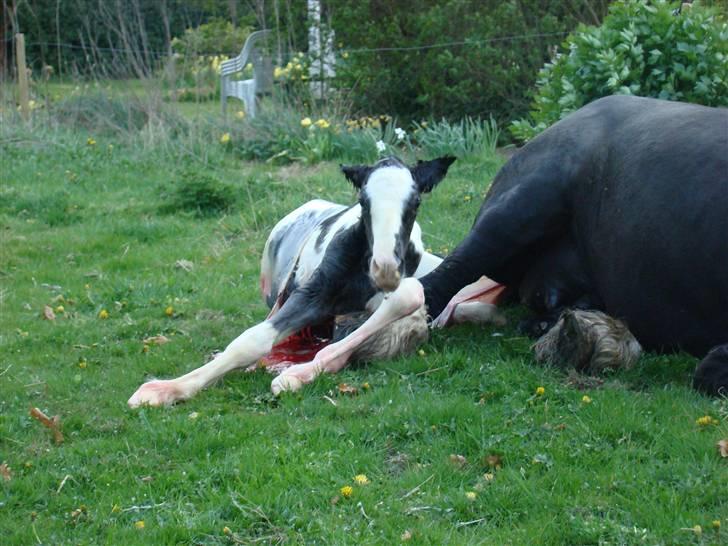 Irish Cob columbus ( solgt ) billede 1